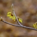 Witch Hazel - Source: www.foundinthefells.com